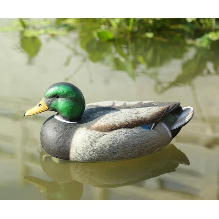 იხვის ფიტული